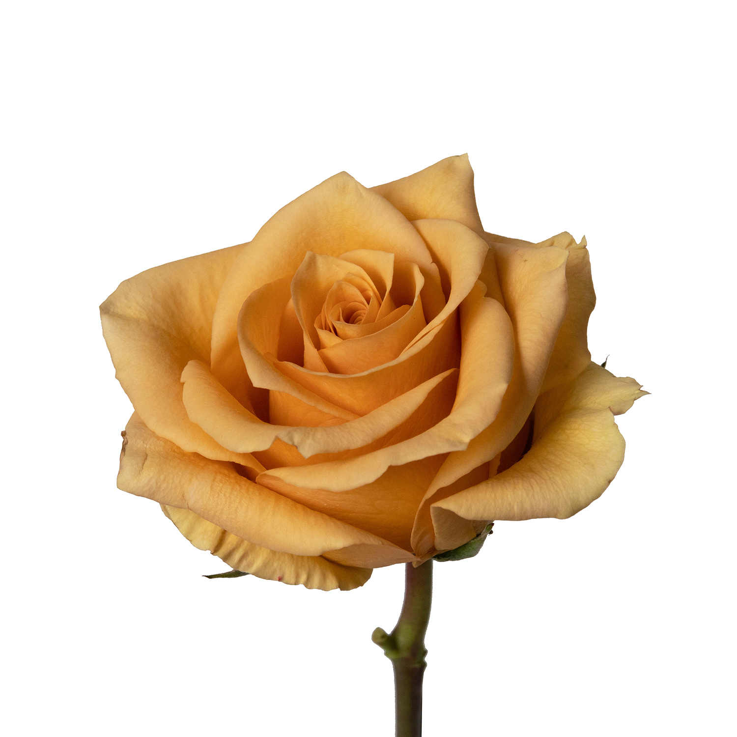 Potomac Floral Wholesale